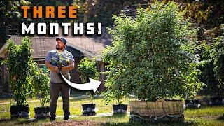 How To Grow Peppers In Containers and Get a Huge Harvest!