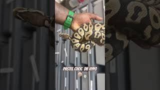 Love this chocolate gene #explore #viralvideo #snake #reptiles #video #viralreel #viralshorts
