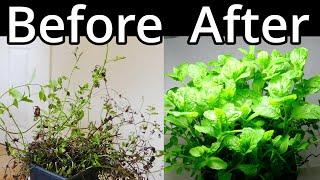 How To Restore A Mint Plant