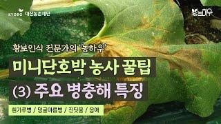 [황보인식 농하우] #미니단호박 농사 꿀팁 (3) 주요 병충해 특징  흰가루병 + 덩굴마름병 + 진딧물 + 응애 | 2023 농하우 ep.1-3 