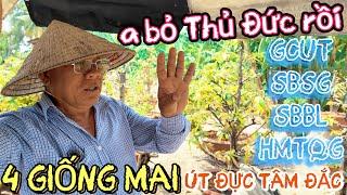 Vì sao Út Đực bỏ Thủ Đức dồn lực ghép 3 giống mai này : so sánh trực tiếp mặt hoa từng làm AE mê mẩn