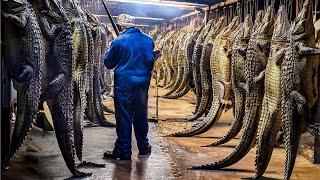 How Farming Millions of Crocodiles for Meat and Skin in China - Crocodile Farm Harvest Technology