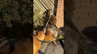Big FEMALE Boerboel Doesn’t like Smack Talk
