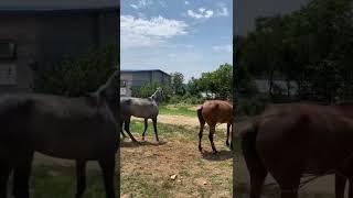 Stallion Horse Breeding season short video