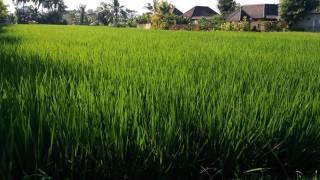 Pondok Sawah Asri - Ubud - Indonesia