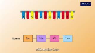 Animation 26.2 Gene mutations