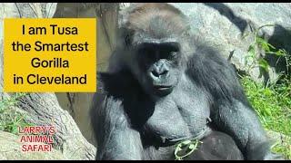 Gorillas - MEET Tusa - The smartest gorilla in Jameela’s Troop     #gorillas