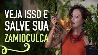 ZAMIOCULCA: COMO CUIDAR, fazer muda e EVITAR DOENÇAS