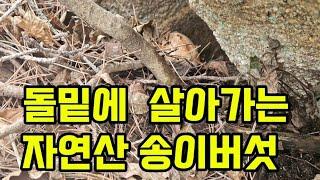 돌 밑에서 살아가는 송이버섯