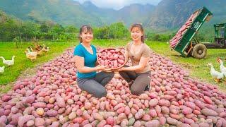 Red Potato Harvesting and Market Selling with Phương Free Bushcraft | Phương New Life