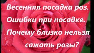 Весенняя посадка роз.Важная информация на протяжении всего видео!!!Добро пожаловать на просмотр!