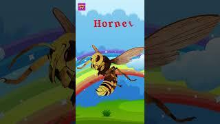 INSECT SPECIES IN ENGLISH #rubytv #behocnoi #kidslearning #hoctienganh #congiday