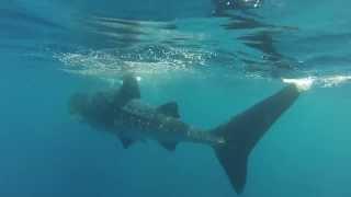 Swimming with Whale Sharks in Mexico 2013 HD