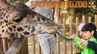 [4K] Sacramento Zoo 2023 Walking Tour | California