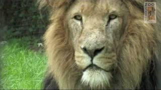 African Lion Enrichment at NEWQUAY ZOO