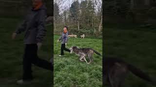 walking with wolfdogs  #wolfdog #wolf #animals #trending #foryou #views #animals