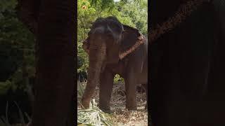 Elephant Sounds | Majestic Elephants Eating in Thailand’s National Park