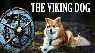 ICELANDIC SHEEPDOG - The Totem animal of Iceland