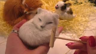 ASMR triggers on animals  (brushing, stroking, cleaning) to help you relax