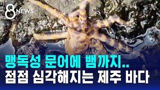 소리 없이 변한 제주 바다…'맹독성 문어'까지 발견 / SBS 8뉴스