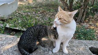 A male cat's unrequited love for another male cat