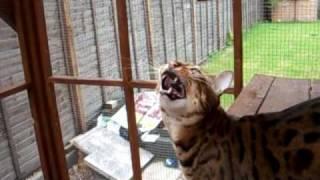 Bengal Cat Chattering