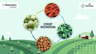 Crop Rotation