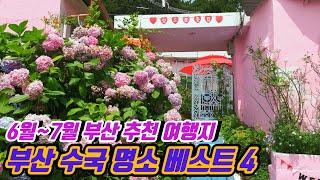 [부산 가볼만한곳] 6월~7월에 꼭 가봐야 하는 부산 수국 명소 베스트 4