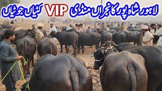 Lahore Cow Mandi TOP-CLASS Jhotian | Beautiful Kattian | Dairy Farming Plan | Heifers Buffalo Farms