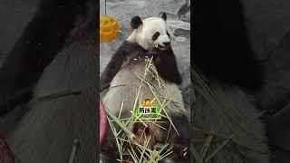 大熊猫的食量惊人，一天能吃掉几十公斤竹子！这些萌萌的家伙简直是吃货界的扛把子！#大熊猫二喜和娅双 #吃货日常 #科普一下