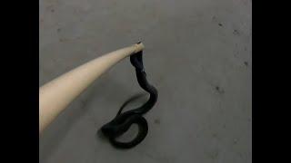 DIY - Super Simple Snake Catcher - DO NOT WATCH IF SCARED OF SNAKES !