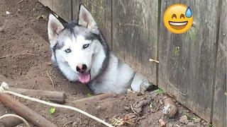 Try Not To Laugh Dogs And Cats  - Best Funniest Animals Video 2024 - Part58