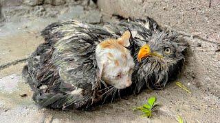 A kitten begged the Falcon, "Be my mom, Please". so Falcon didn't let me touch this kitten.