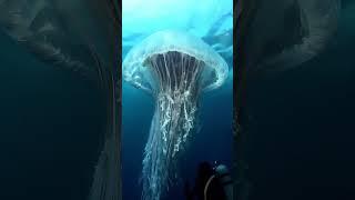 big jellyfish at pacific ocean #deepsea #ai #pacificocean #pacific #jellyfish #sealife #oceanlife