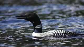 Relaxing Loon Call At Night, Common Loon Call