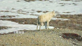 竞争激烈的北极狼，遇到对方的幼崽竟然会毫不犹豫的吃掉