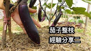 茄子整枝技巧經驗分享二