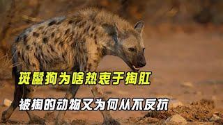 Why do spotted hyenas like to dig their anus? Why don't the animals that are pulled out never resist