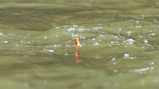 2023 Spring Steelhead BOBBER DOWNS! - Set Up & Rig
