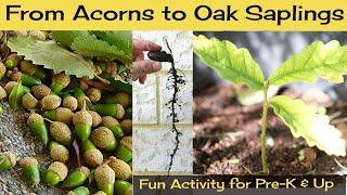 How to Grow Oak Trees from Acorns