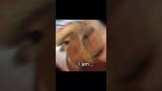 Capybara #capybara #capybaratiktok #capybaramemes #capybaralove #capybaras #capybaraedit