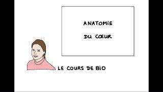 Anatomie du cœur