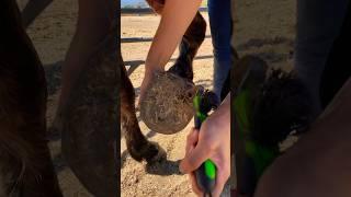 #asmrcleaning for our #horse #hoof #cleaningsounds