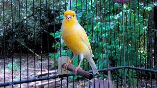 Impossible If Your Canary Does Not Immediately Sing! Belgian Canary Training