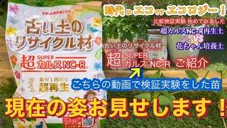 超superカルスを使った再生土VS 花ちゃん培養土 それぞれの土で育てたお花どうなった？ 現在の姿お見せします！