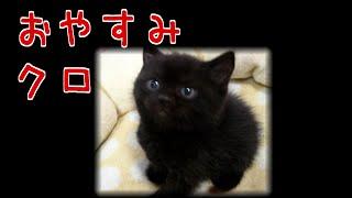 【猫の泣ける話】悲しいエピソード　[ おやすみ、クロ ]