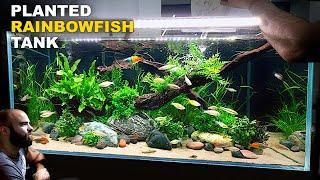 Making A Clean Jungle Aquarium For My Rainbowfish