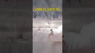 50 BMG vs Whitetail Doe