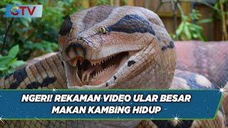 Beredar Video Mengerikan! Ular Besar Makan Kambing di Dalam Kandang di Pangkalan Bun - BIS 22/10