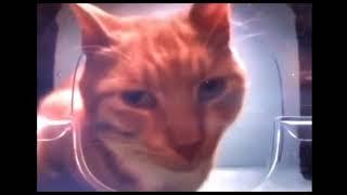 Average orange cat | 10 hours